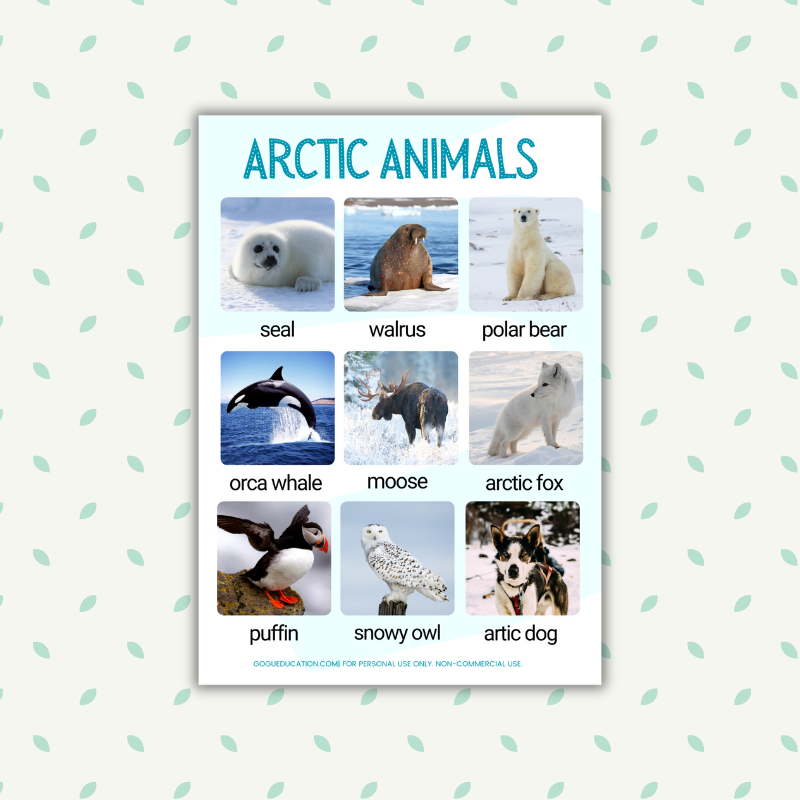English Vocabulary Arctic Animals Gogu Education