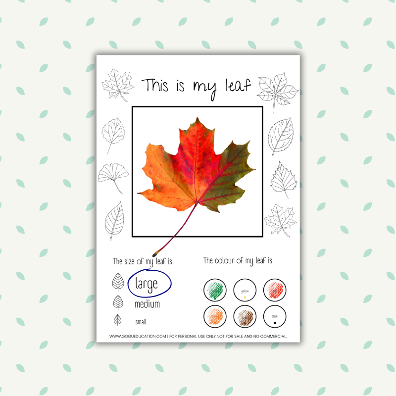 Science Worksheets All about my leaf